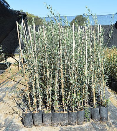 Plantones de olivos Cornicabra