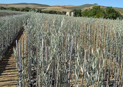Plantones de olivos Frantoio