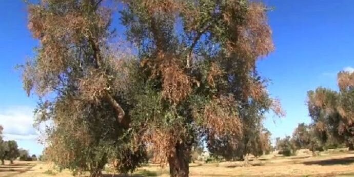 verticilosis del olivo