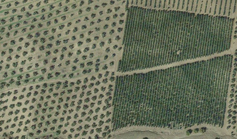 Cultivo del olivo tradicional vs intensivo